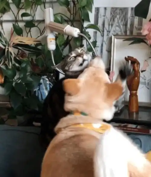当高冷狸花猫,碰上热情柴犬...会发生怎样的故事