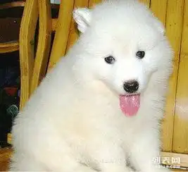 极品萨摩犬购买签订书终身质保完美售后