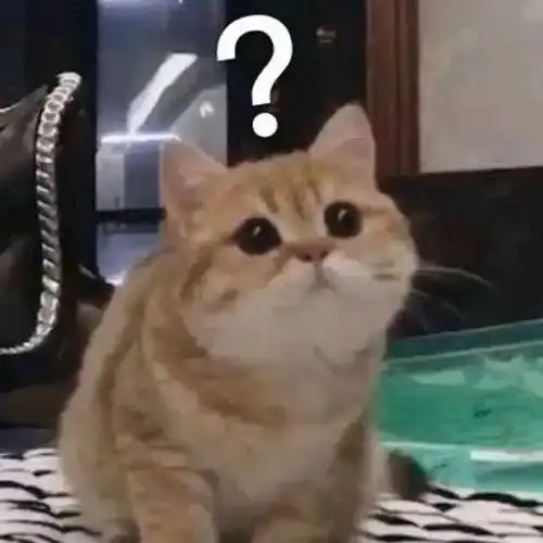 我好像问了不应该问的事...果然好奇害死猫
