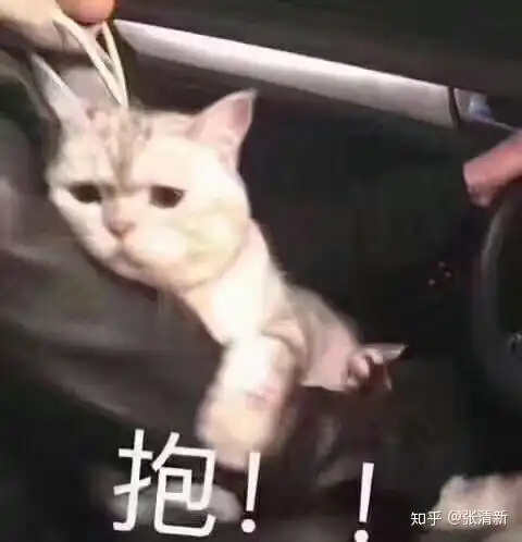 用猫做头像的男生是怎样的心理