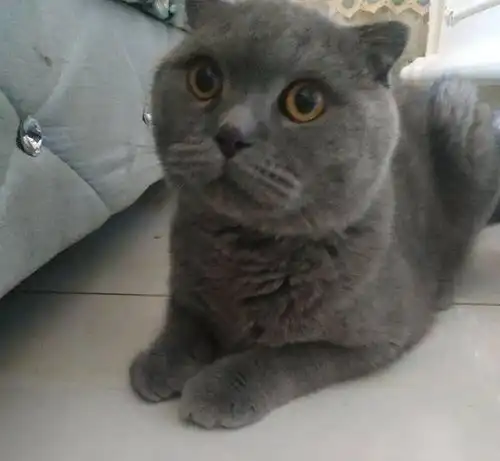 线上领养猫咪的表情可以有多凶