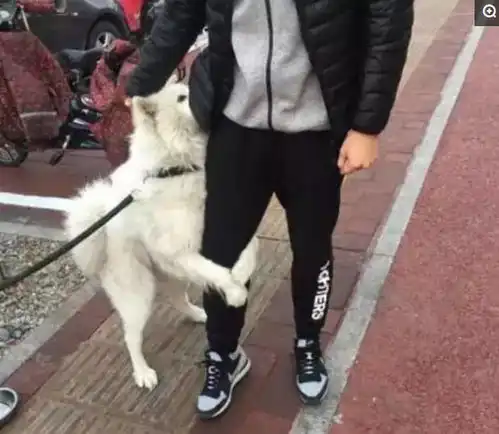 萨摩耶见到帅哥变花痴,抱着男士的腿不放,主人在一旁傻傻的苦笑