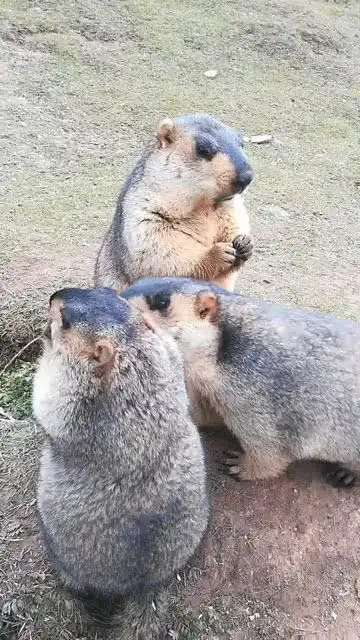 这么可爱的小动物原来它的名字叫土拨鼠,有点萌