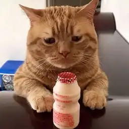 这猫整天一副愁眉苦脸样,做什么事都丧丧的样子,笑屎了