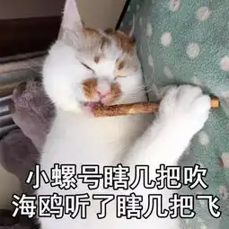 斗图日常你忙你忙,我打游戏