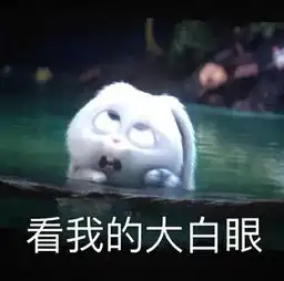 赵丽颖的兔子为什么叫小白谁起的名字