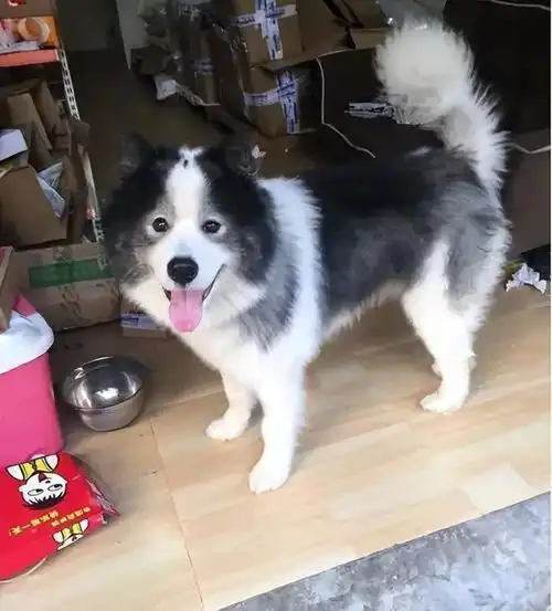 男生抱萨摩耶头像边牧
