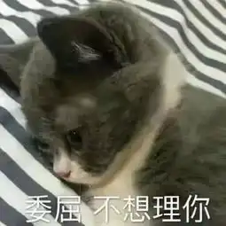 对象生气了怎么哄丢个认错表情包过去知道错了,我跪下