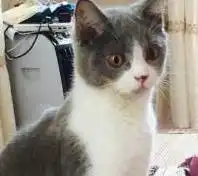 关于英国短毛猫的配色,你知道几种