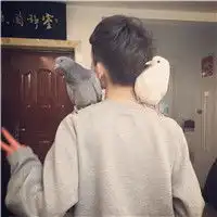 大爱暖男帅哥帅哥萌宠头像