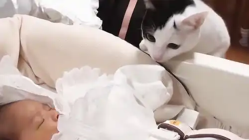 好奇害死猫,看看猫咪的好奇心有多重吧