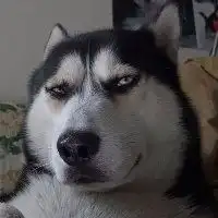 哈士奇高清头像犯二