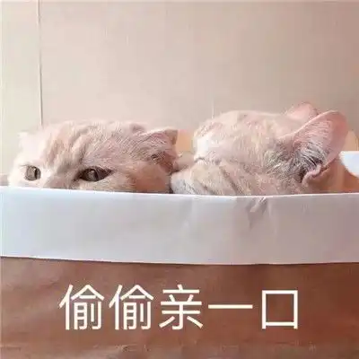 炒鸡甜的猫咪撒娇表情包合集很撩人的撒娇表情合集