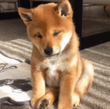 柴犬表情包卡通gif自考