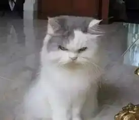 送你一组户外表情包,憋住不准笑