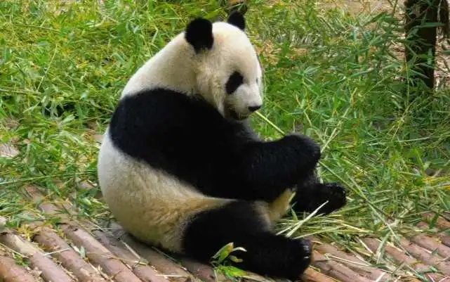 为什么老虎狮子不敢碰熊猫国宝查一下老子以前叫什么
