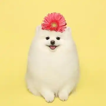 软萌萨摩耶可爱头像