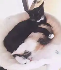 两只猫咪在家冲我秀恩爱就算了,更心塞的是只要男朋友一来,它们就...