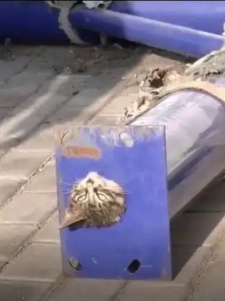朕终于懂了什么叫好奇害死猫...