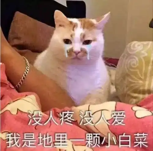男生用猫猫表情包反抗