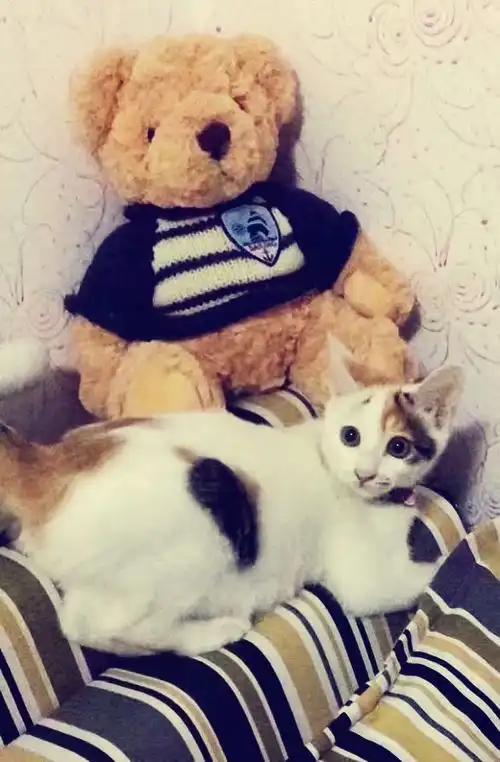 揭秘钢铁直男如何爱上小猫咪