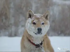 柴犬嫌弃的表情包哀悼