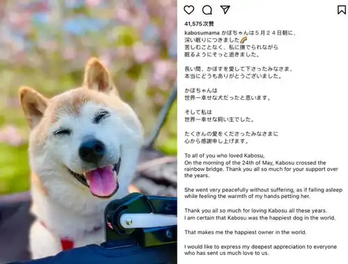 你微信里的那个梗图始祖柴犬顶流表情包,19岁高龄去世了