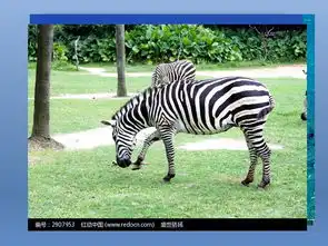 认识生物的多样性教导课件ppt素材下载