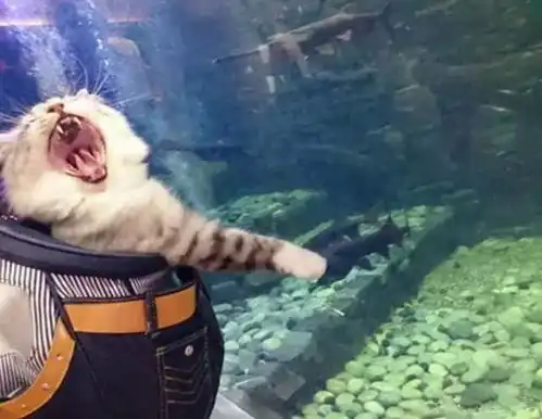 铲屎官带猫咪逛街,一到水族馆时,猫咪的表情瞬间亮了