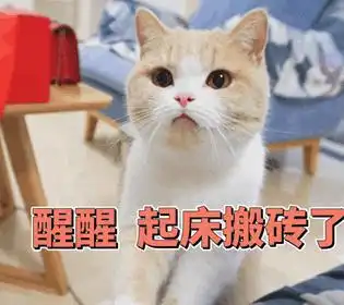 自从养了猫,主人就再也没睡过懒觉,猫咪比定时闹钟都准时