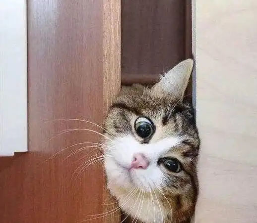 猫咪认定你是主人的6大表现,看看你家猫有没有