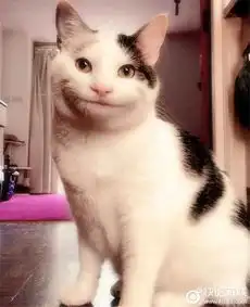 假笑猫表情假笑猫表情包大全快吧游戏