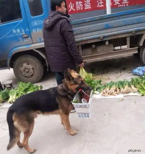 搞笑段子我做的,以后永远也不给你做饭了