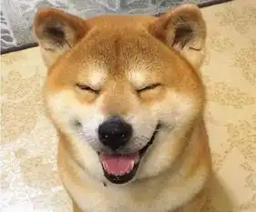 柴犬嫌弃的表情包北登