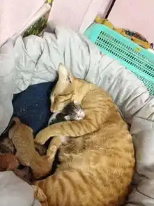 猫妈难产,猫爸爸做出了超暖心的举动绝世好男人代表