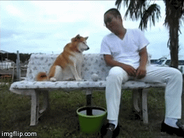 主人太猥琐,柴犬一脸嫌弃