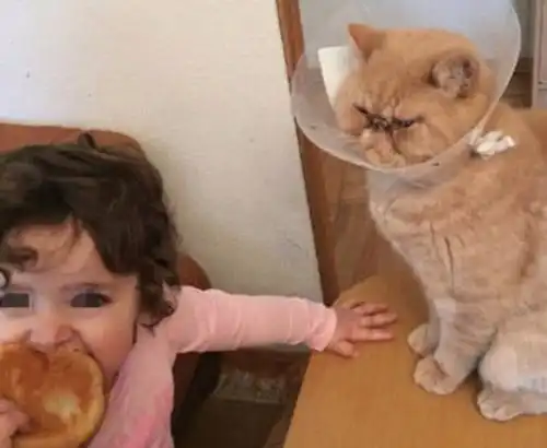为防止猫咪抢夺面包,女孩给猫咪戴上围脖,猫有招都使不出