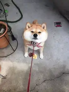 世界萌宠图鉴柴犬,一只行走的表情包