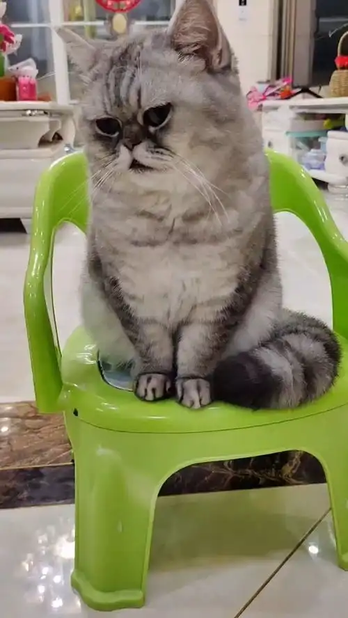全网识别度最高的小猫咪,天生一副不开心的表情