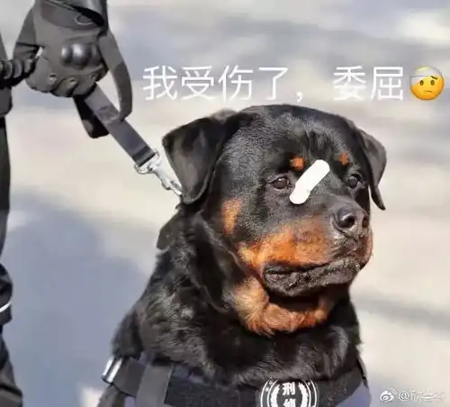警犬贴了创可贴走红,表情包都出了网友这是男子汉的勋章