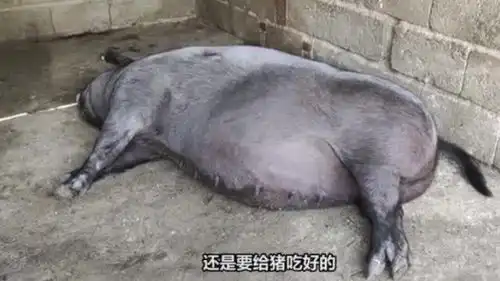 大伯养了3头老母猪,卖猪崽每年收入9万,用什么方法养这么好