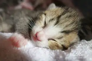 小奶猫感冒了自己好吗,小奶猫感冒鼻塞怎么办