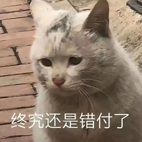 猫猫表情包大合集,一整周都不用打字啦