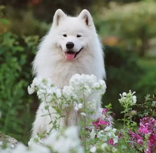 世界上最美的的狗是什么你肯定不知道哪种狗最美