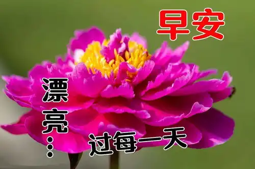 祝福大家早上好表情