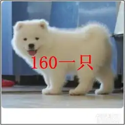 家养萨摩耶犬求岭养找爱狗狗人士抱回家