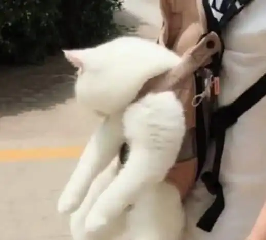 带爱猫出门,十分钟后被人围观,男子低头一看瞬间笑喷我要火了