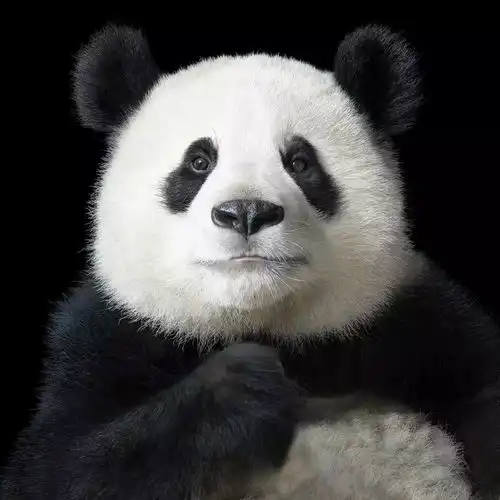 痛心英国摄影师耗时两年拍下诸多濒危野生动物,500万网友看完落泪