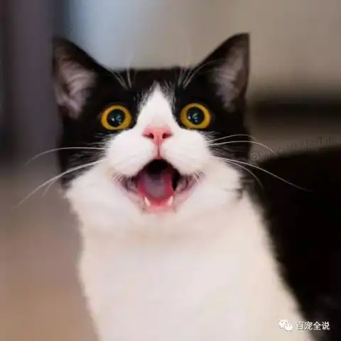 终于找到了黑猫警长的原型,你们看好看不