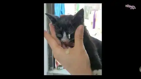 猫猫头表情包好人一生平